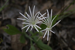 Silene nelsonii