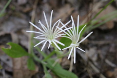 Silene nelsonii