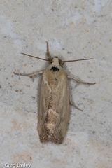 Acontiinae