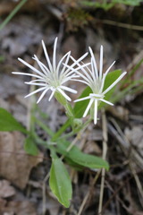 Silene nelsonii