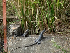 Ctenosaura acanthura