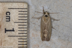 Acontiinae