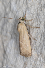 Acontiinae