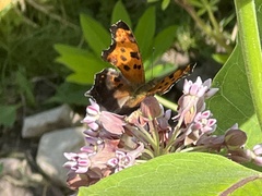 Polygonia comma