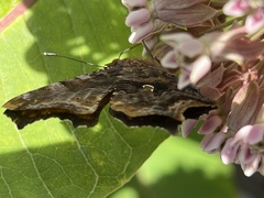 Polygonia comma