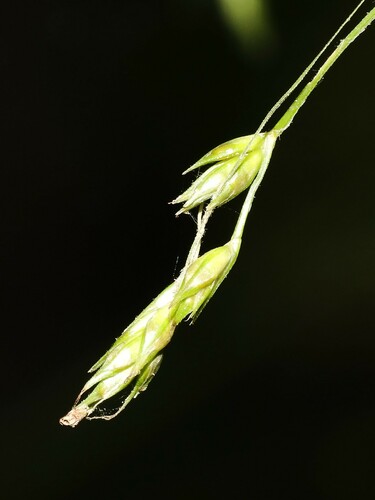 Carex deweyana var. deweyana