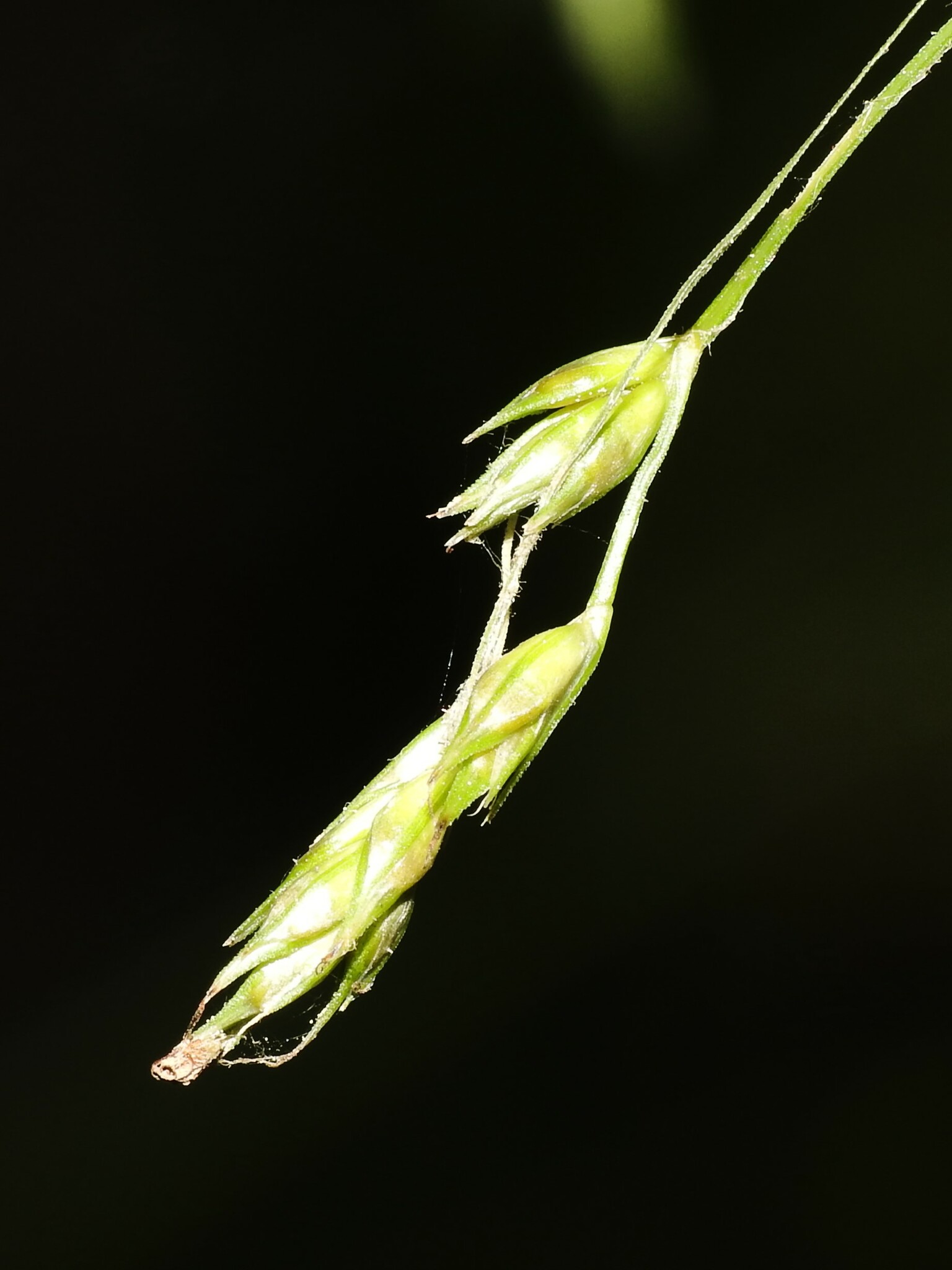 Carex deweyana var. deweyana
