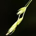 Carex deweyana deweyana - Photo (c) William Van Hemessen, some rights reserved (CC BY-NC), uploaded by William Van Hemessen
