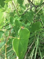 Chauliognathus marginatus