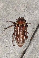 Anoxia orientalis