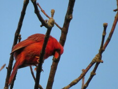 Cardinalis cardinalis