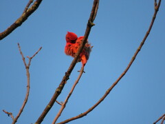 Cardinalis cardinalis