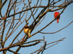 Cardinalis cardinalis