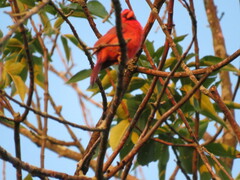 Cardinalis cardinalis