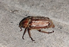 Anoxia orientalis