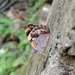 Bolboneura sylphis sylphis - Photo (c) Jorge Vargas Ramírez, some rights reserved (CC BY-NC), uploaded by Jorge Vargas Ramírez