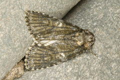 Copivaleria grotei