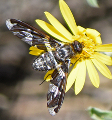 Exoprosopa dorcadion