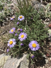 Erigeron pinnatisectus
