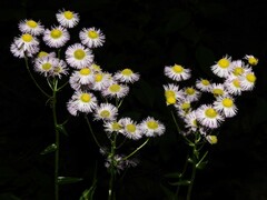 Erigeron philadelphicus philadelphicus