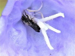 Chelostoma rapunculi