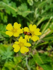 Mylabris quadripunctata