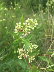 Chauliognathus marginatus