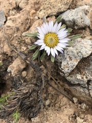Townsendia rothrockii