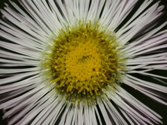 Erigeron philadelphicus philadelphicus