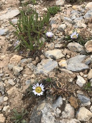 Townsendia rothrockii