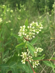 Chauliognathus marginatus