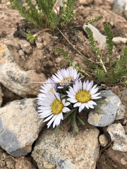Townsendia rothrockii