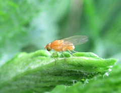 Sapromyzosoma quadripunctata