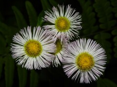 Erigeron philadelphicus philadelphicus