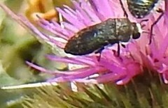 Acmaeoderella flavofasciata pilivestis