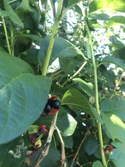 Lonicera involucrata