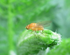 Sapromyzosoma quadripunctata