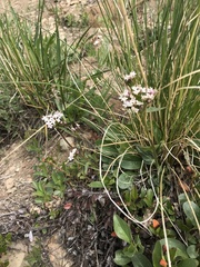 Valeriana acutiloba