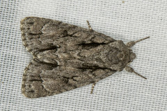 Acronicta lobeliae