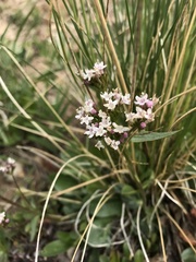 Valeriana acutiloba