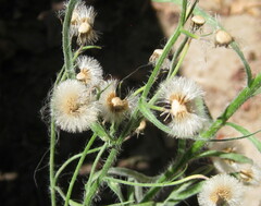Erigeron bonariensis