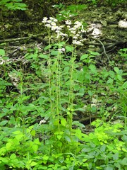 Erigeron philadelphicus philadelphicus