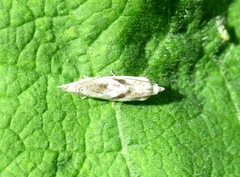 Eucosma metzneriana