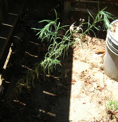 Erigeron bonariensis