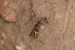 Philanthus triangulum