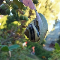 Cepaea nemoralis