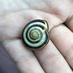 Cepaea nemoralis