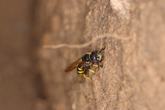 Philanthus triangulum