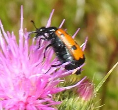 Mylabris quadripunctata