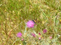 Mylabris quadripunctata